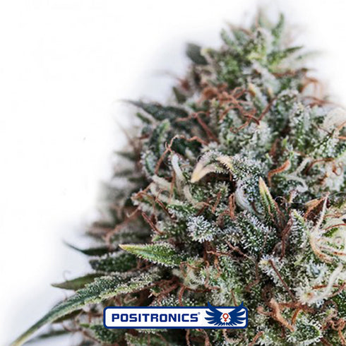 Positronic Seeds - Critical 47 CBD