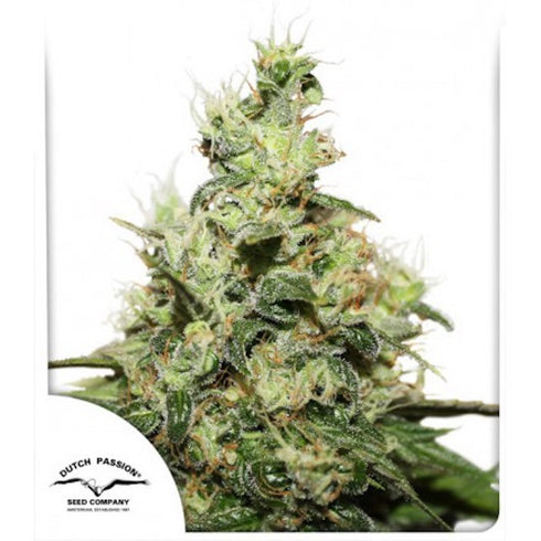 Dutch Passion - Kush CBD