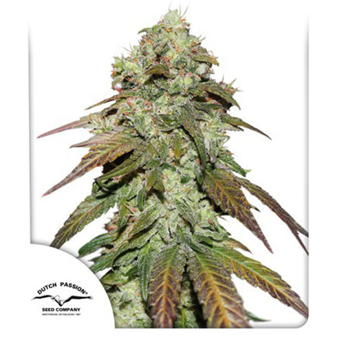 Dutch Passion - CBD Mazar