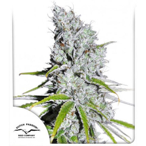 Dutch Passion - Skunk Haze CBD