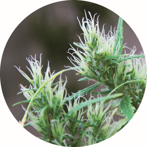 Top Tao Seeds - CBD Haze Auto