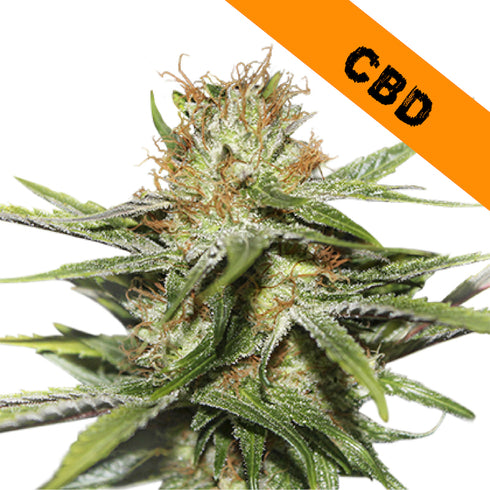 Seed Stockers Seeds - CBD Critical XXL