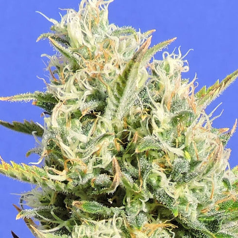 Original Sensible Seeds - CBD Lemon Aid