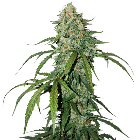 Seed Stockers Seeds - CBD 1:1 Silver Lime Haze