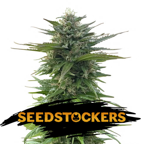 Seed Stockers Seeds - CBD Zero Due