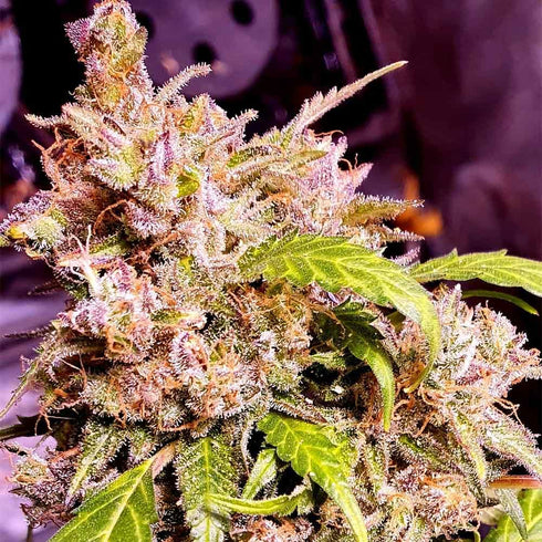 Holy Smoke Seeds - Champagne Cake