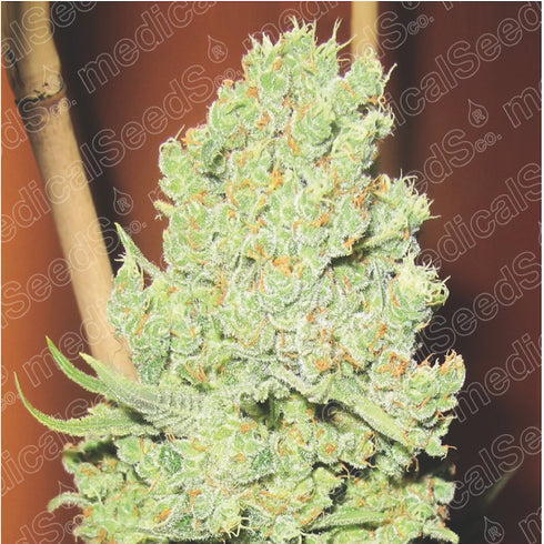 Medical Seeds - Channel +