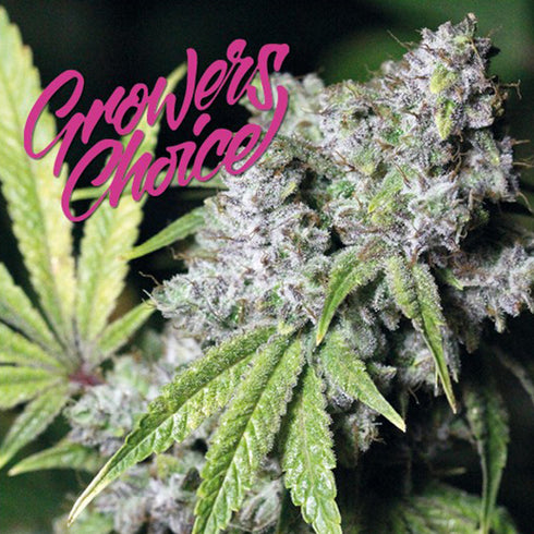 Growers Choice - Charlotte's Dream