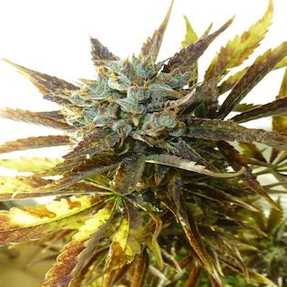 Flash Seeds - Chaze Super Autoflowering