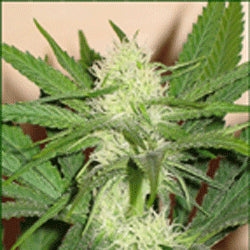 Sagarmatha Seeds - Skunk Wreck