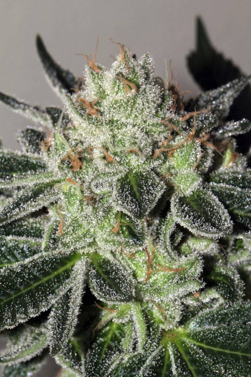 Mamiko Seeds - Cheese Cookies