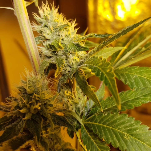 The Original Big Buddha Family Farms - Original Cheese