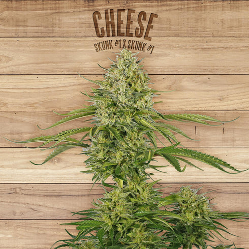 The Plant - Cheese