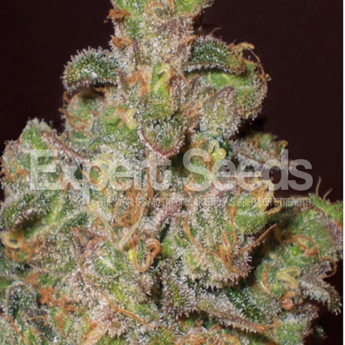 Expert Seeds - Cheese