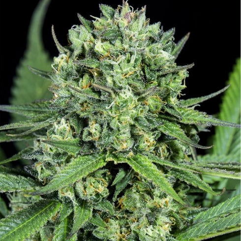 Dinafem Seeds - Cheese CBD