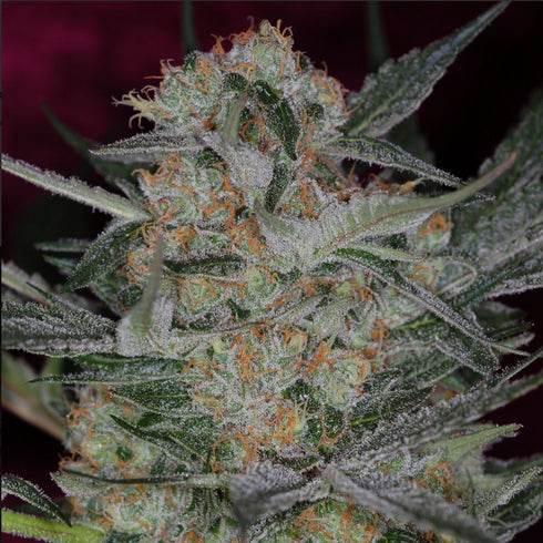 Subcool Seeds/TGA Genetics - Cheese Quake