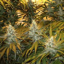 Sagarmatha Seeds - Chunky Skunk