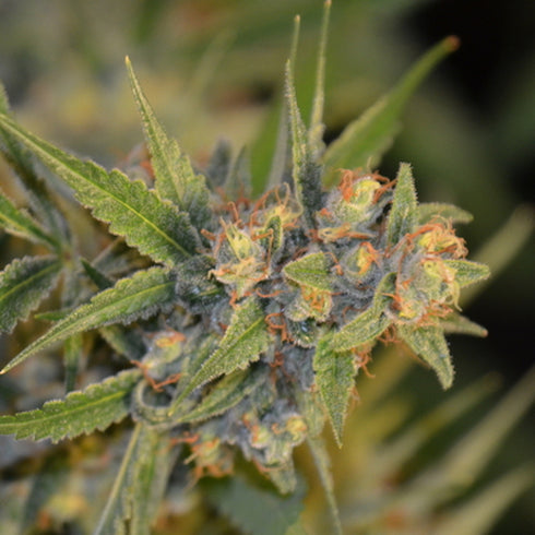 Norstar Genetics - Chelumbian