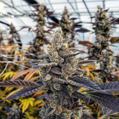 Divine Genetics - Chem Cookies