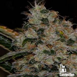 Cali Connection - Chem 91