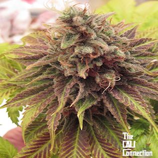 Cali Connection - Chem Valley Kush