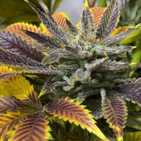 Good Buzz Genetics - Chemdawg