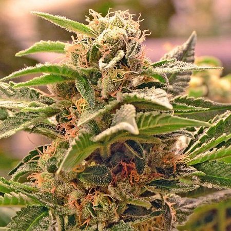 Professor Trichome Seeds - Chewdawg #4