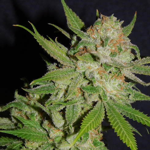 BSB Genetics - The Cali Collection - Cali Chemdawg #4