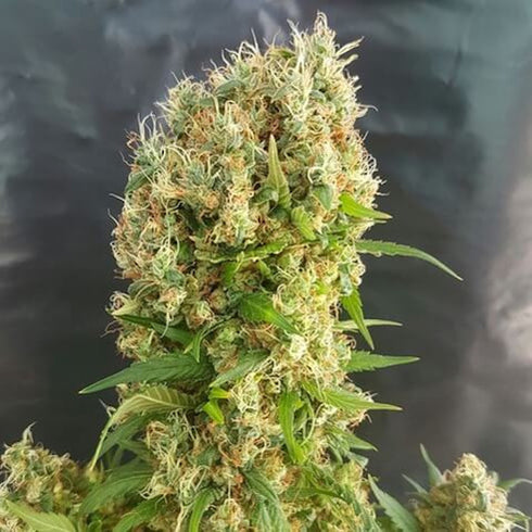 Expert Seeds - Chemdog Gorilla