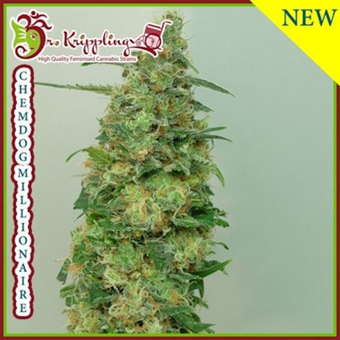 Dr Krippling Seeds - Chemdog Millionaire