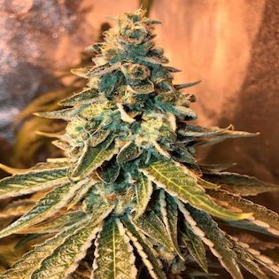 Sensi Seeds - Northern Lights