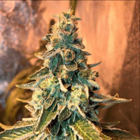 Female Seeds - Chem OG