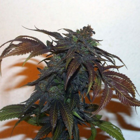 True Canna Genetics - Chemonchello