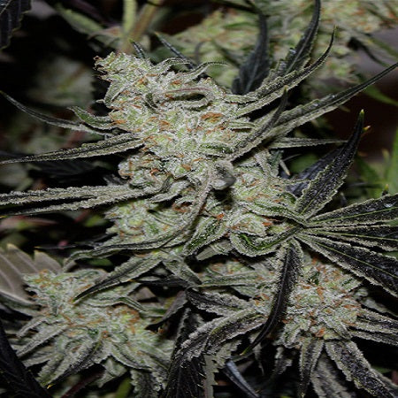 Subcool Seeds/TGA Genetics - Chernobyl