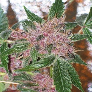 Cali Connection The Gold Collection - Cherries Jubelee