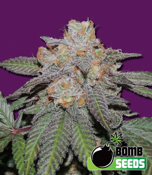 Bomb Seeds - Cherry Bomb Auto