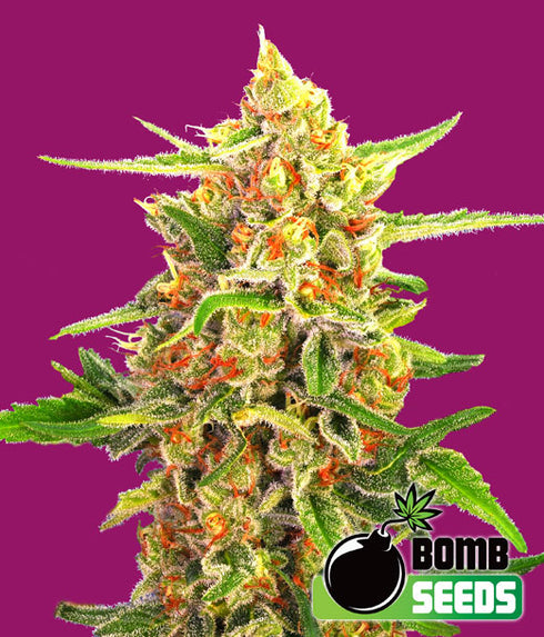 Bomb Seeds - Cherry Bomb