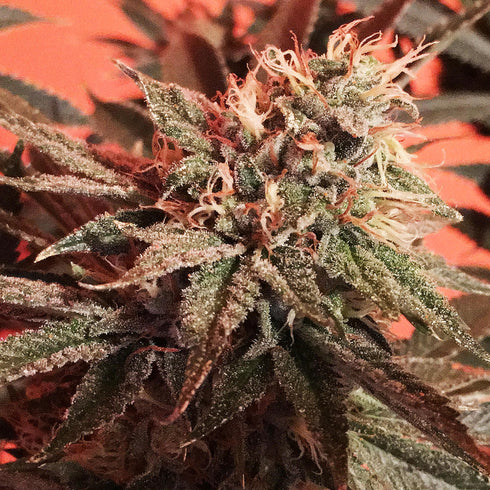 Subcool Seeds/TGA Genetics - Cherry Cordial
