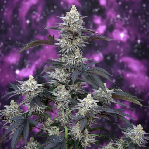 Subcool Seeds/TGA Genetics - Cherrygasm