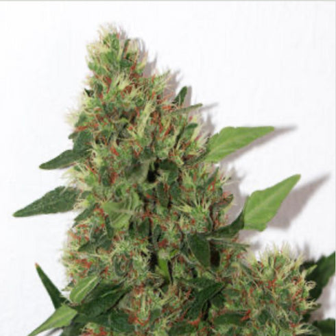 Mandala Seeds - Chill-OM