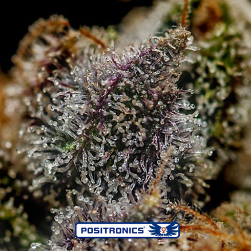 Positronic Seeds - Chizpa by Zatu