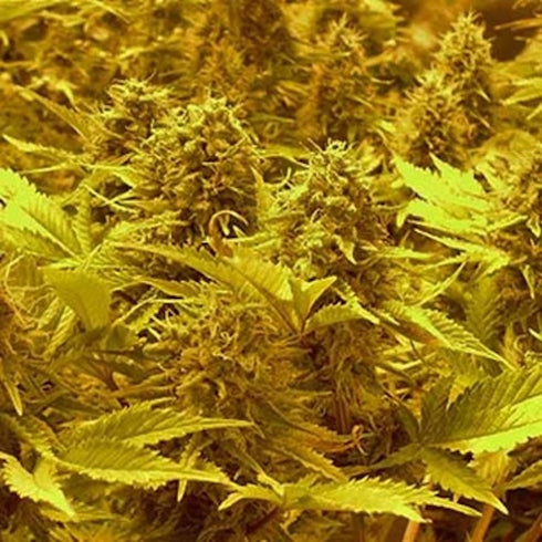 Dr Krippling Seeds - Choc Matic