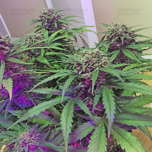 Dr Krippling Seeds - Chocolate Orange Auto