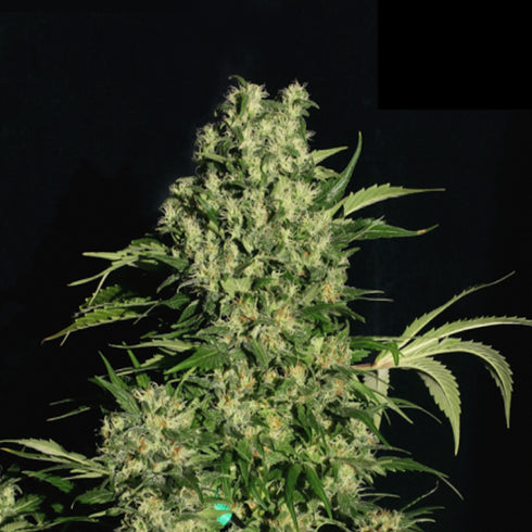 Serious Seeds - Chronic