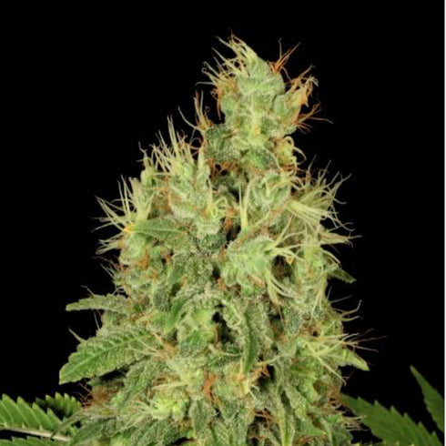 Serious Seeds - Chronic CBD