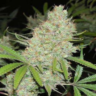 Sensi Seeds - Hash Plant