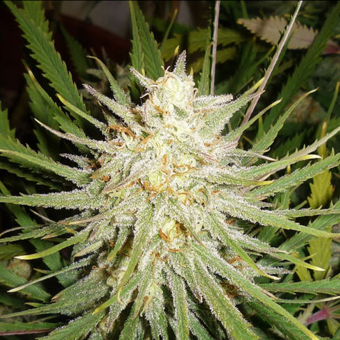 Female Seeds - Cinderella 99