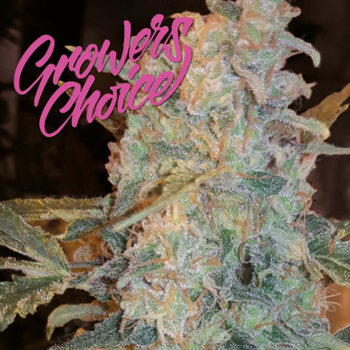 Growers Choice - Cinderella 99 Auto