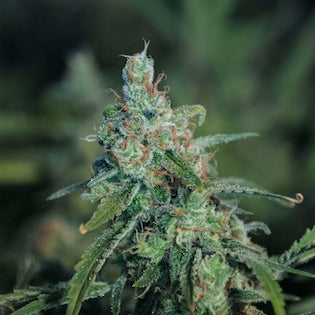 Elev8 Seeds - Master Kush