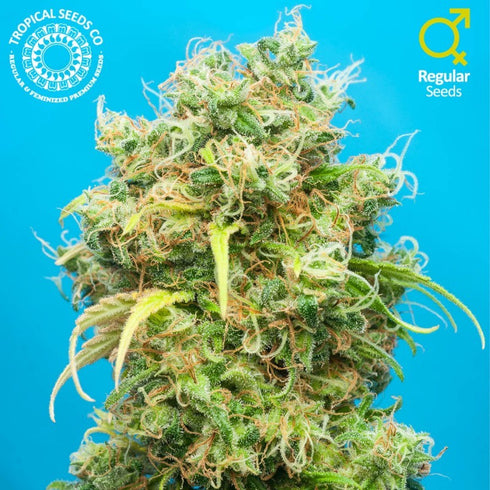 Tropical Seeds - Ciskei